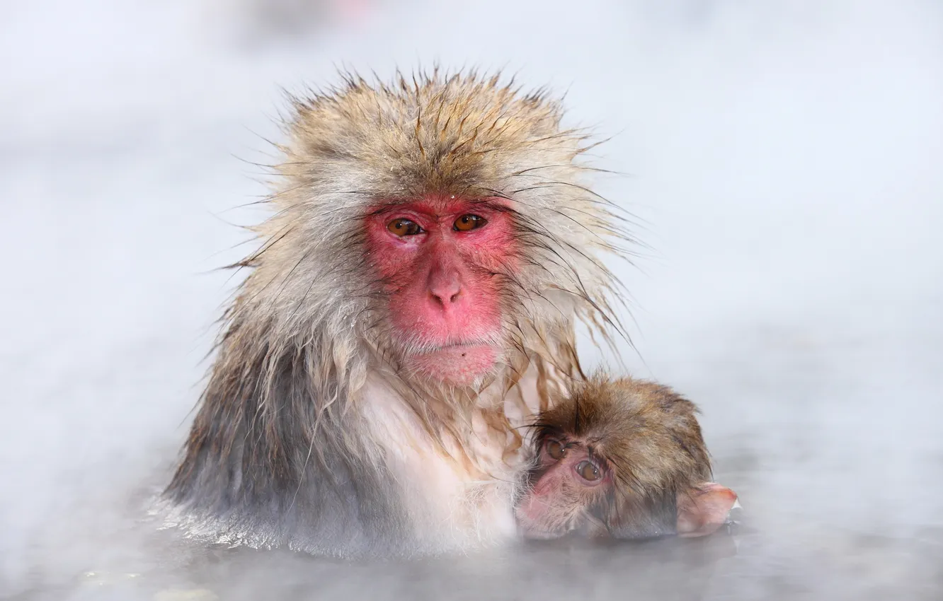 Photo wallpaper nature, background, Japan, Nagano, Snow monkey