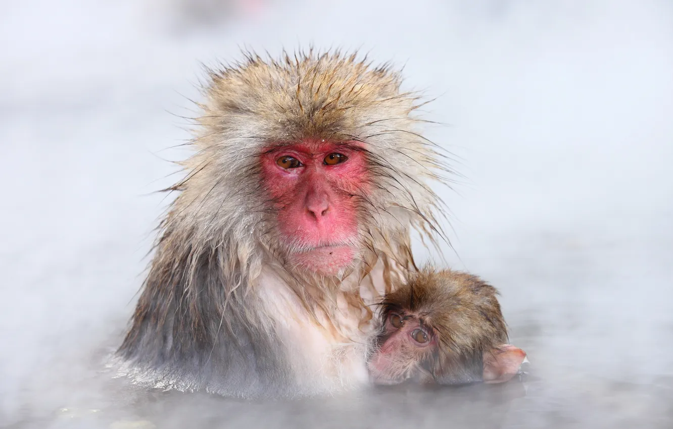 Photo wallpaper nature, background, Japan, Nagano, Snow Monkey