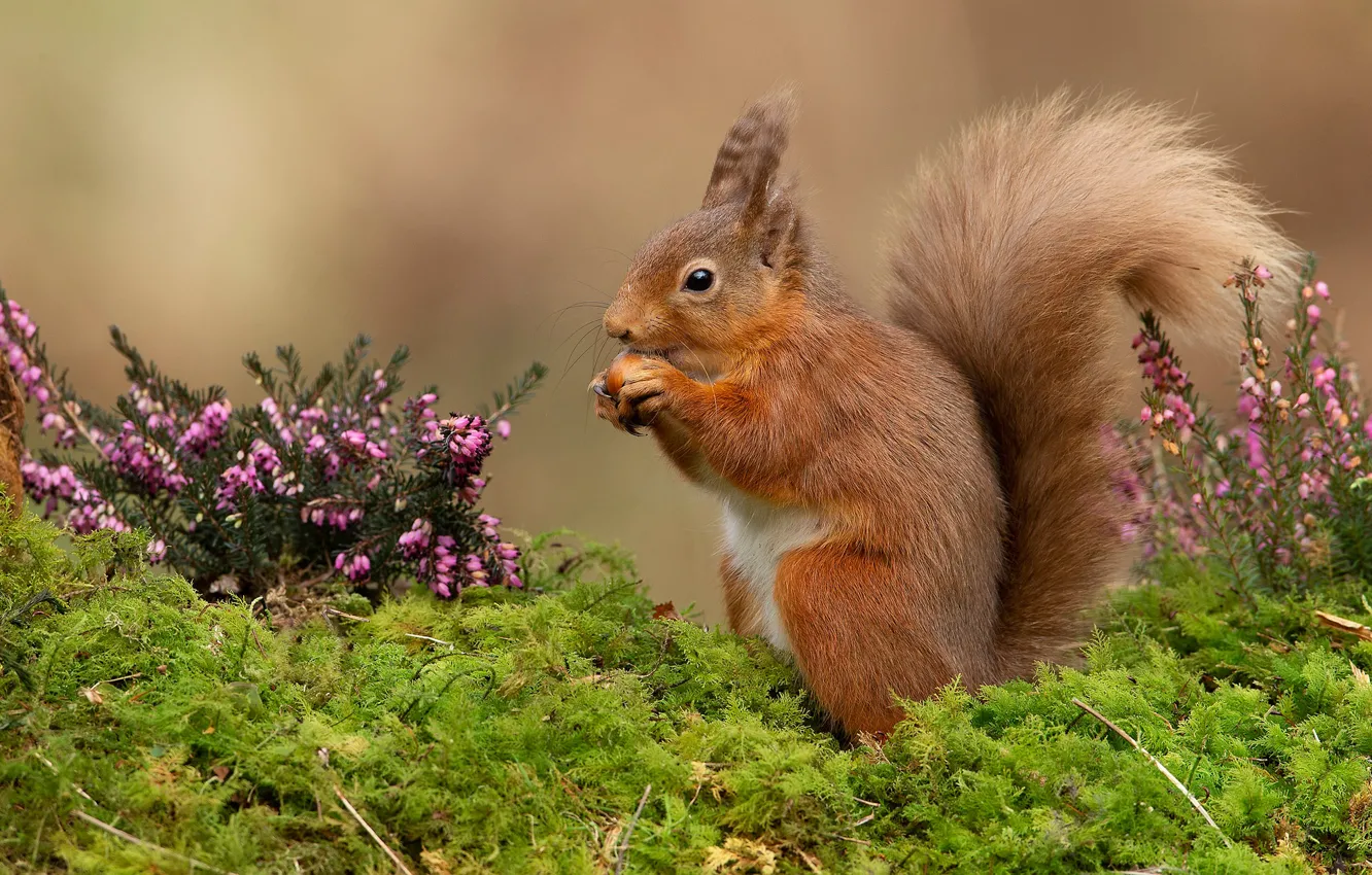 Photo wallpaper flowers, background, moss, protein, red, nuts, nuts, squirrel
