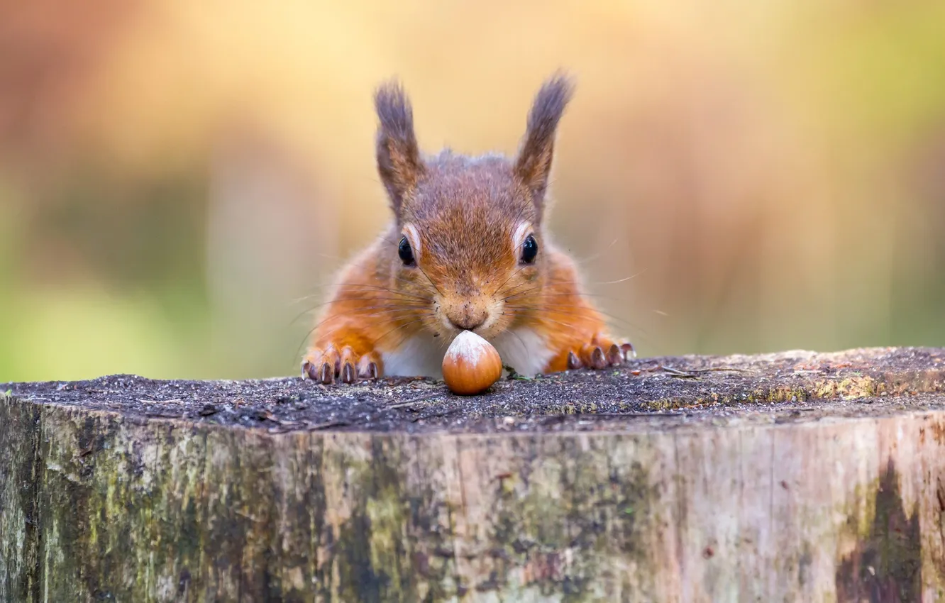 Photo wallpaper look, stump, legs, walnut, protein, face, bokeh, hazelnuts