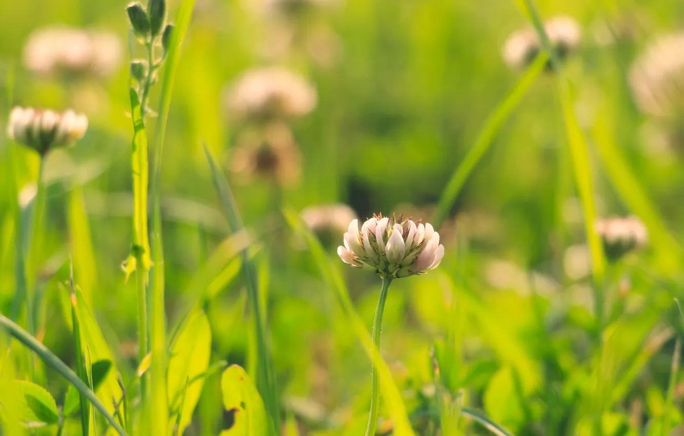 Photo wallpaper flower, meadow, blooming