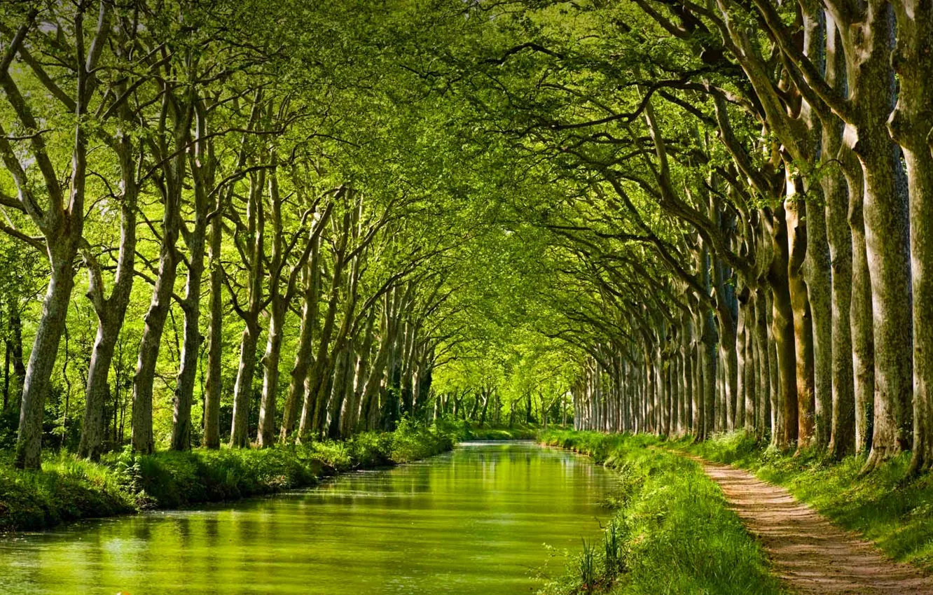 Photo wallpaper trees, France, The canal du MIDI. Toulouse