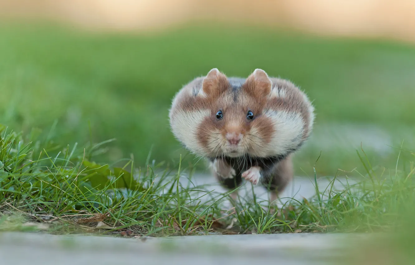 Photo wallpaper grass, hamster, the race, rodent, cheeks
