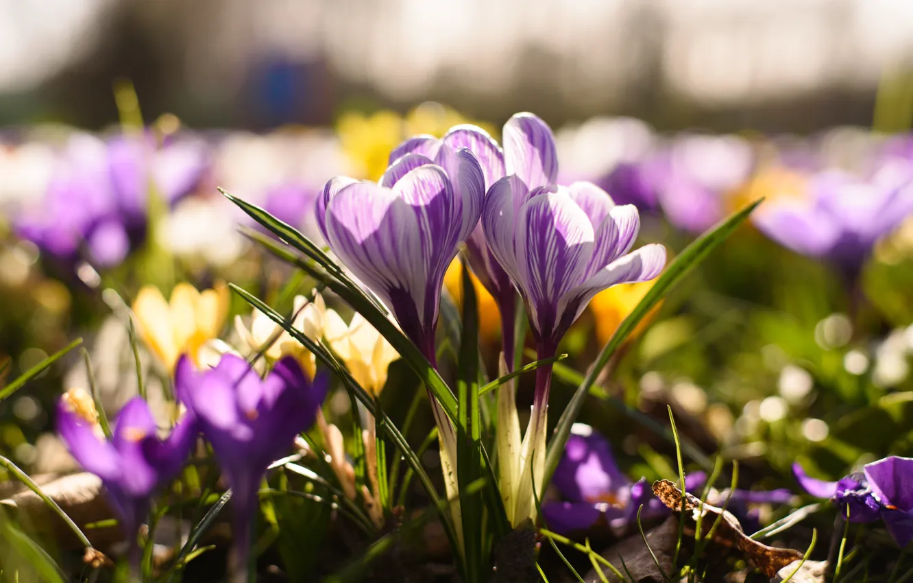 Photo wallpaper spring, crocuses, saffron