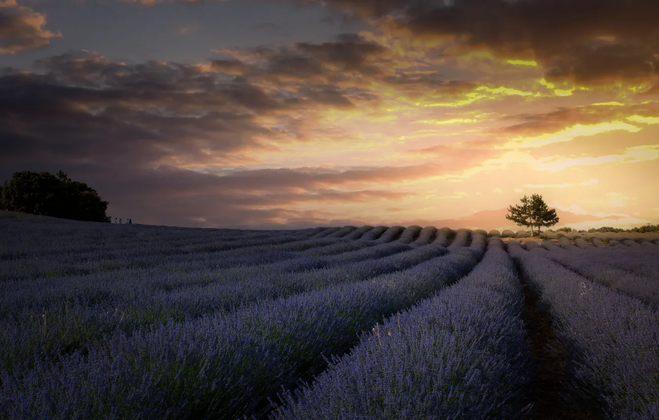 Photo wallpaper field, the sky, clouds, light, sunset, flowers, clouds, tree