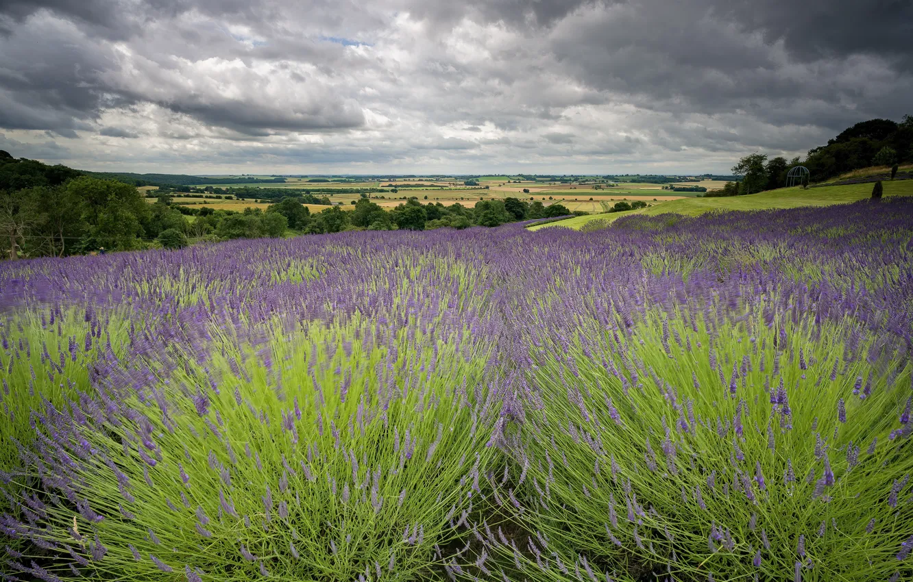 Photo wallpaper flowers, lavender, lavender field