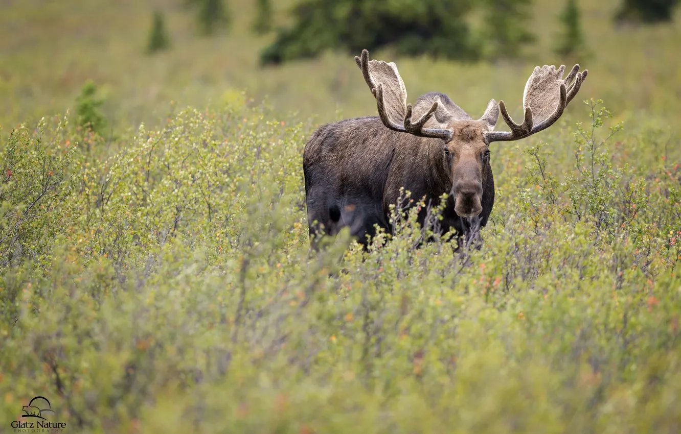 Photo wallpaper autumn, face, thickets, horns, moose, handsome