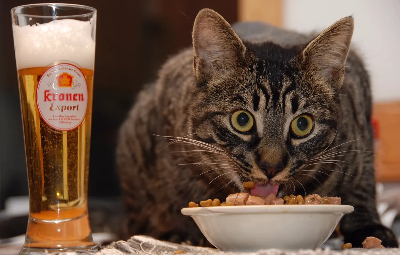 Photo wallpaper cat, food, beer
