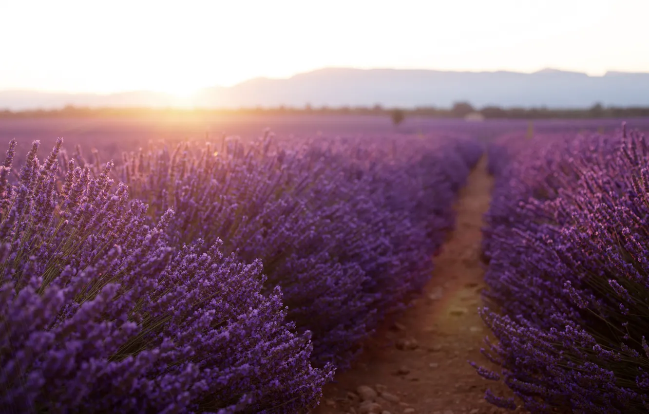 Photo wallpaper field, summer, landscape, sunset, flowers, nature, lavender