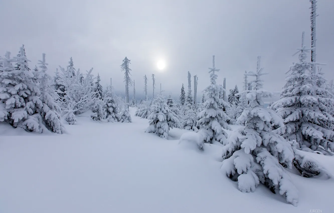 Photo wallpaper winter, forest, the sun, snow, nature, tree, haze