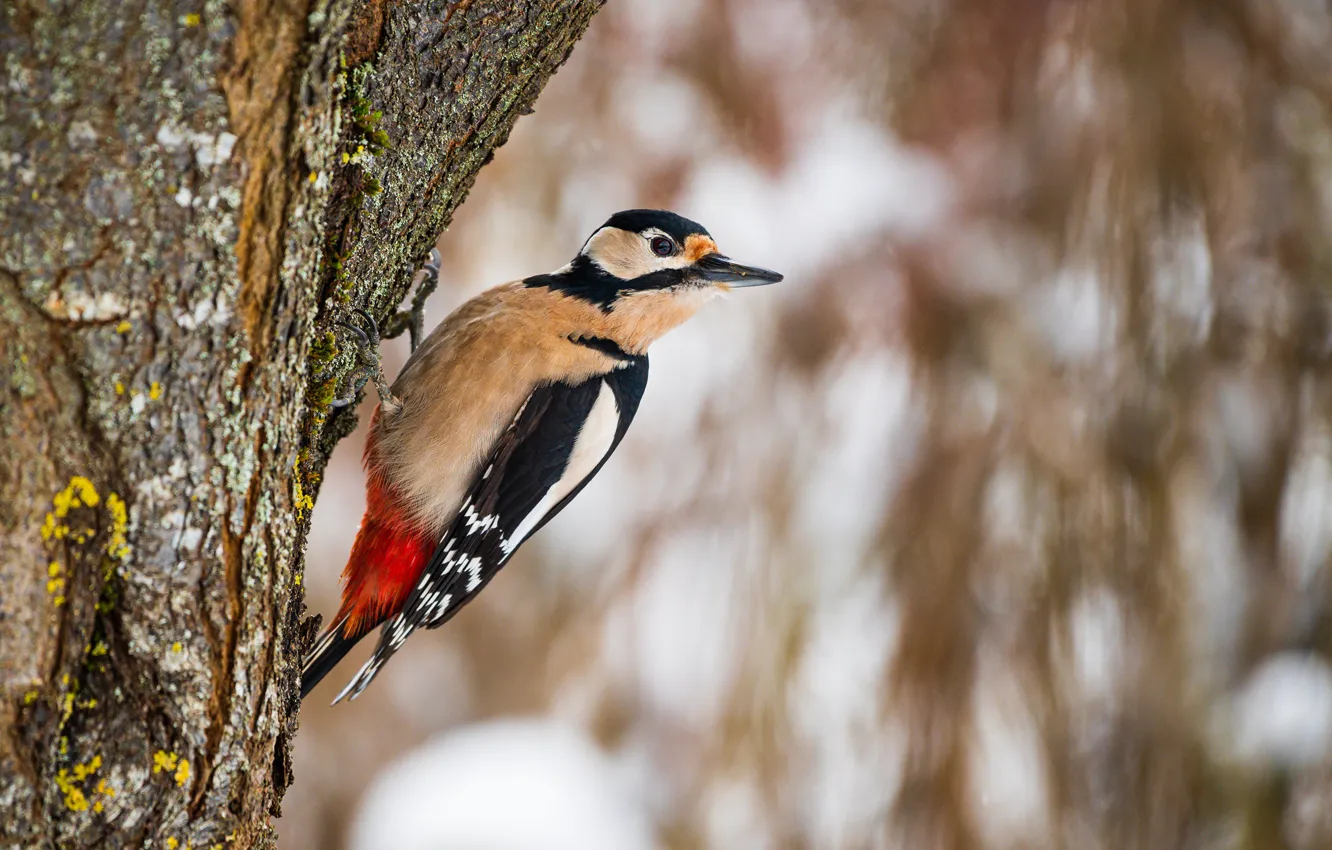 Photo wallpaper bird, woodpecker, bird, blurred background, woodpecker, the trunk of the tree, blurred background, tree trunk
