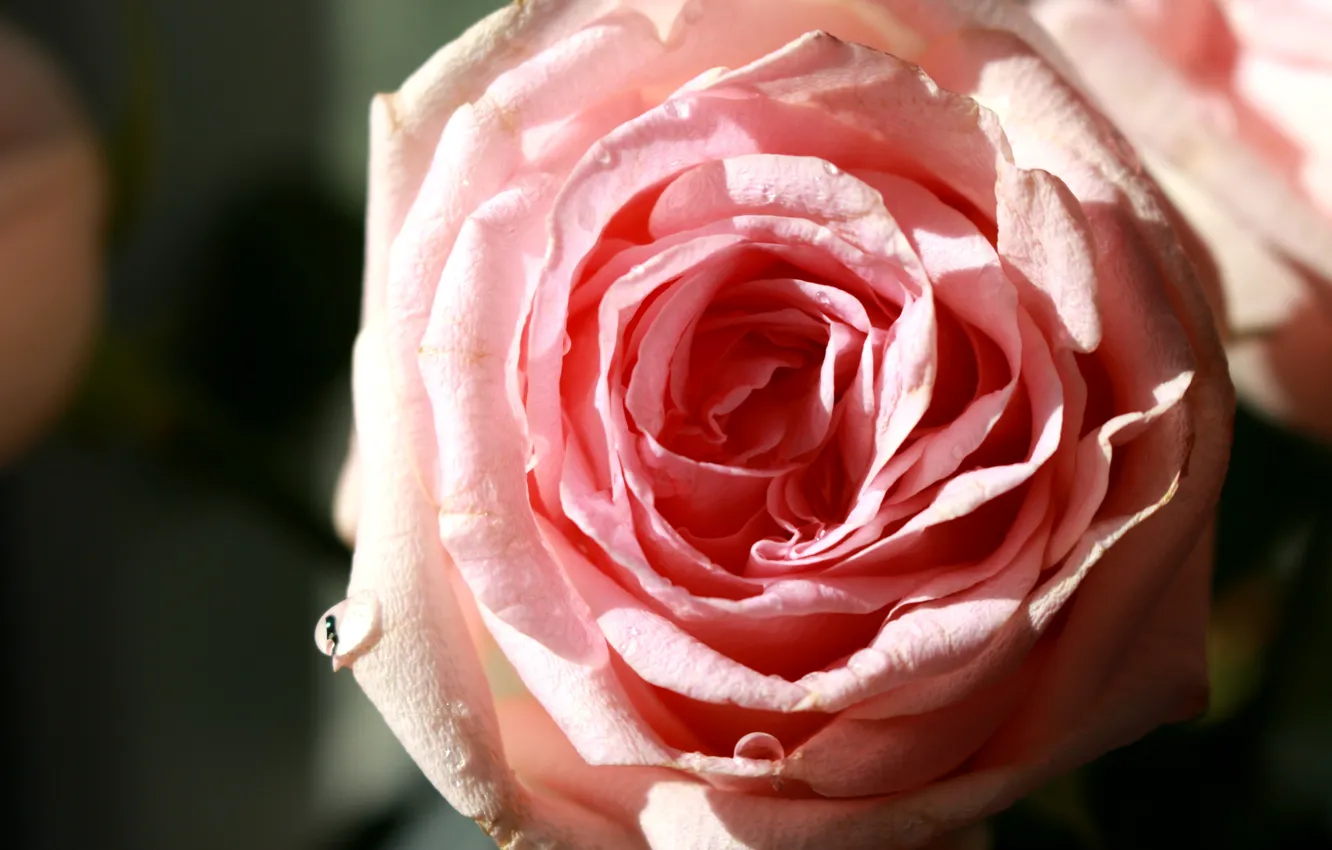 Photo wallpaper flower, the sun, light, rose, beautiful