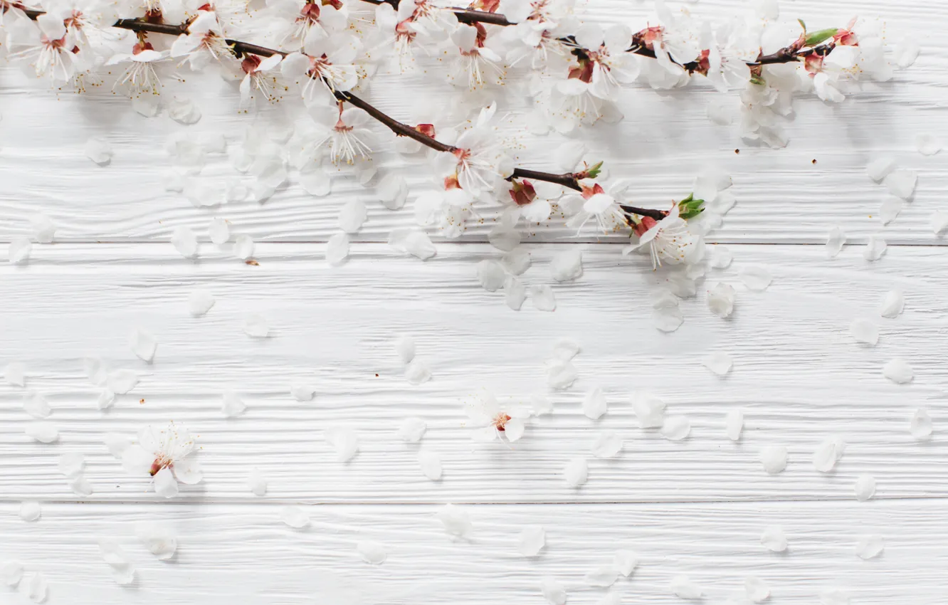 Photo wallpaper flowers, branches, apple, spring, white, white, Apple, wood