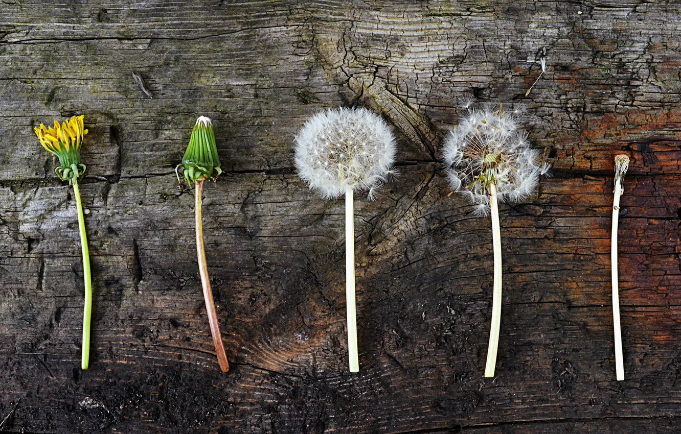 Photo wallpaper flowers, background, dandelion