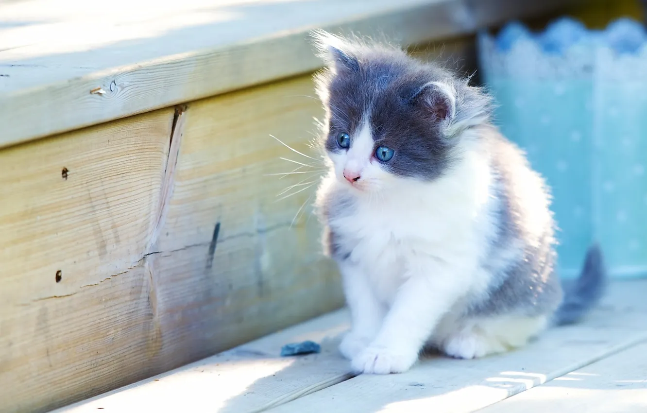 Photo wallpaper look, baby, kitty