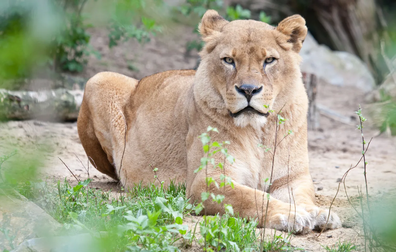 Photo wallpaper cat, stay, lioness