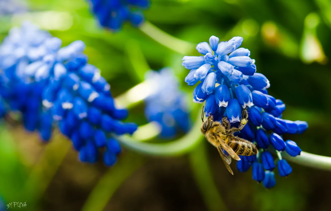 Photo wallpaper flowers, bee, pulls, the pollen on the bee