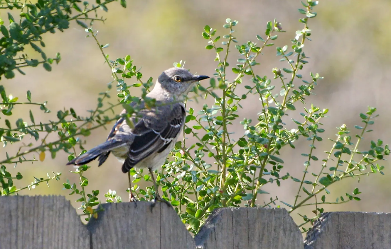 Photo wallpaper nature, bird, the fence, Mockingbird
