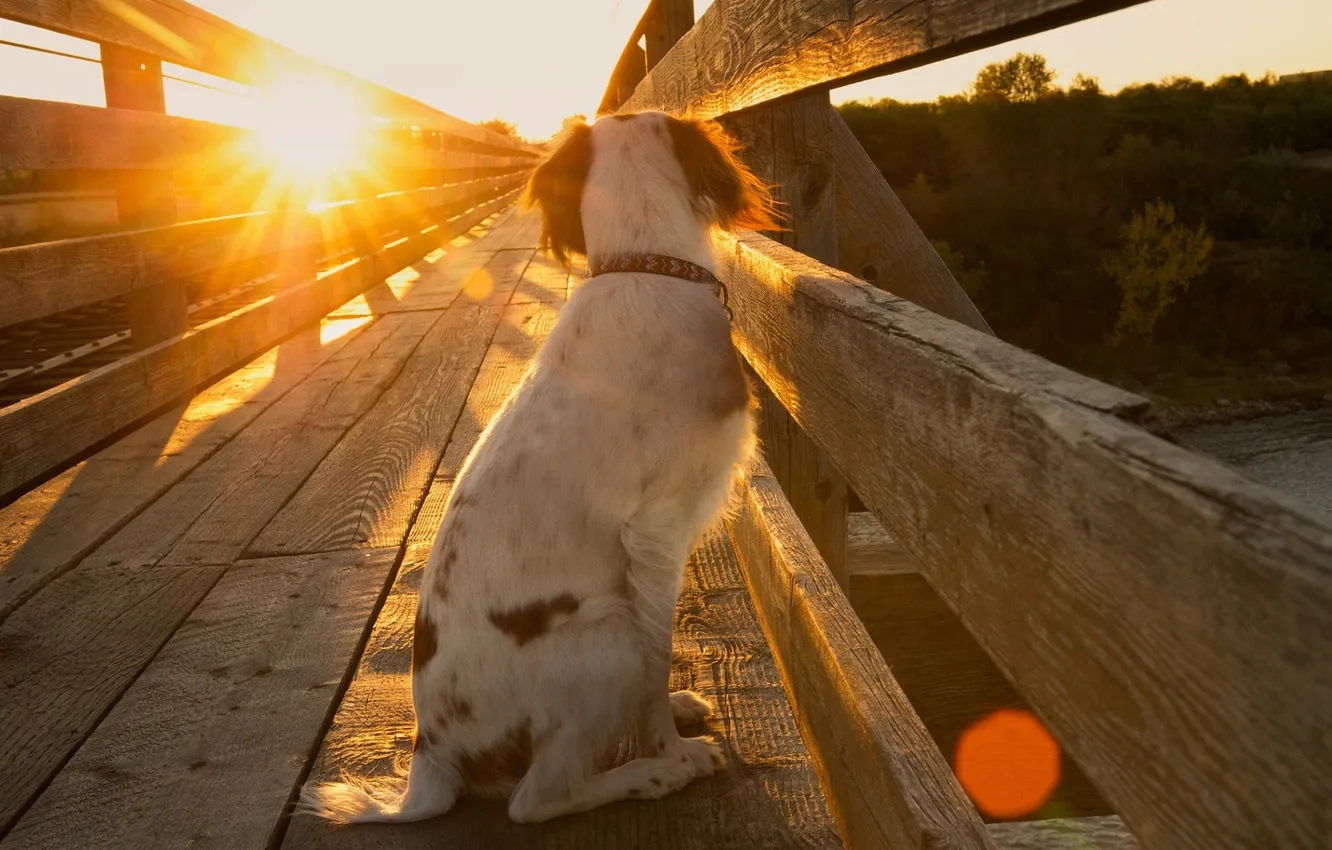 Photo wallpaper light, bridge, dog