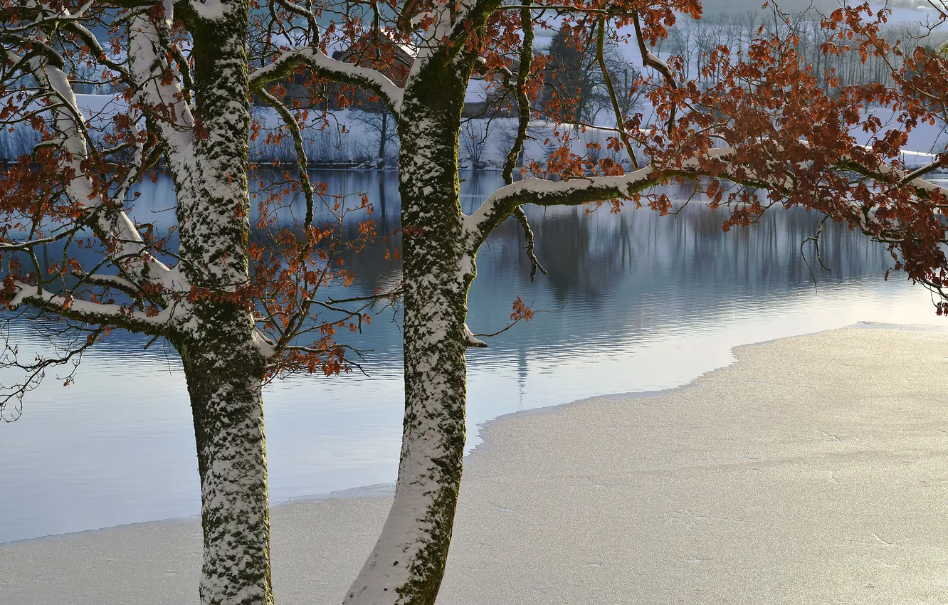 Photo wallpaper winter, leaves, snow, trees, river