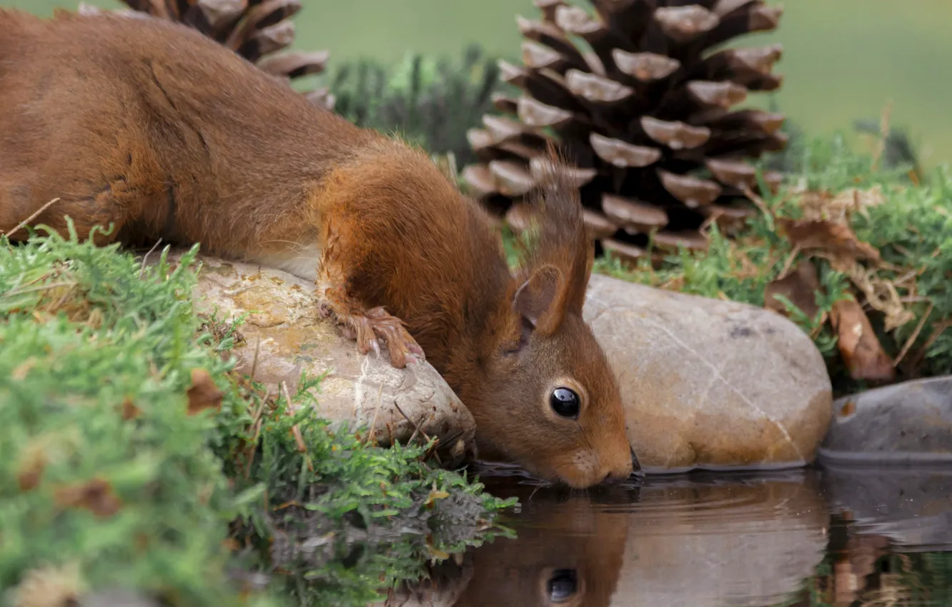 Photo wallpaper look, water, nature, pose, reflection, stones, thirst, moss