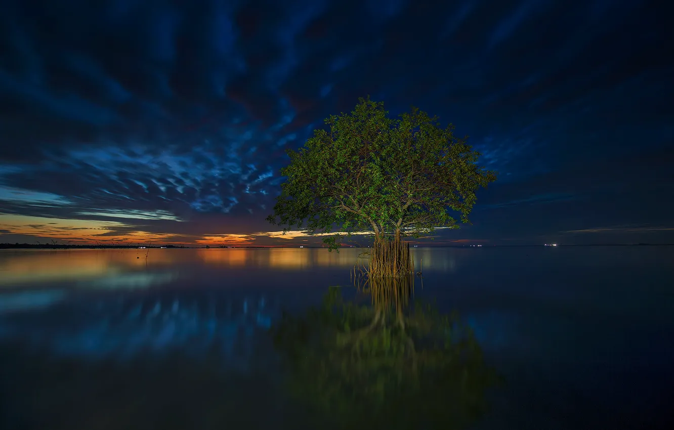 Photo wallpaper clouds, tree, the evening, tide