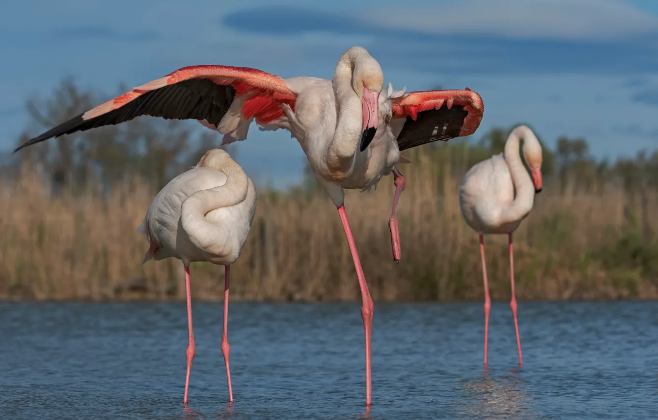 Photo wallpaper pose, bird, dance, Flamingo, pond, pink flamingos