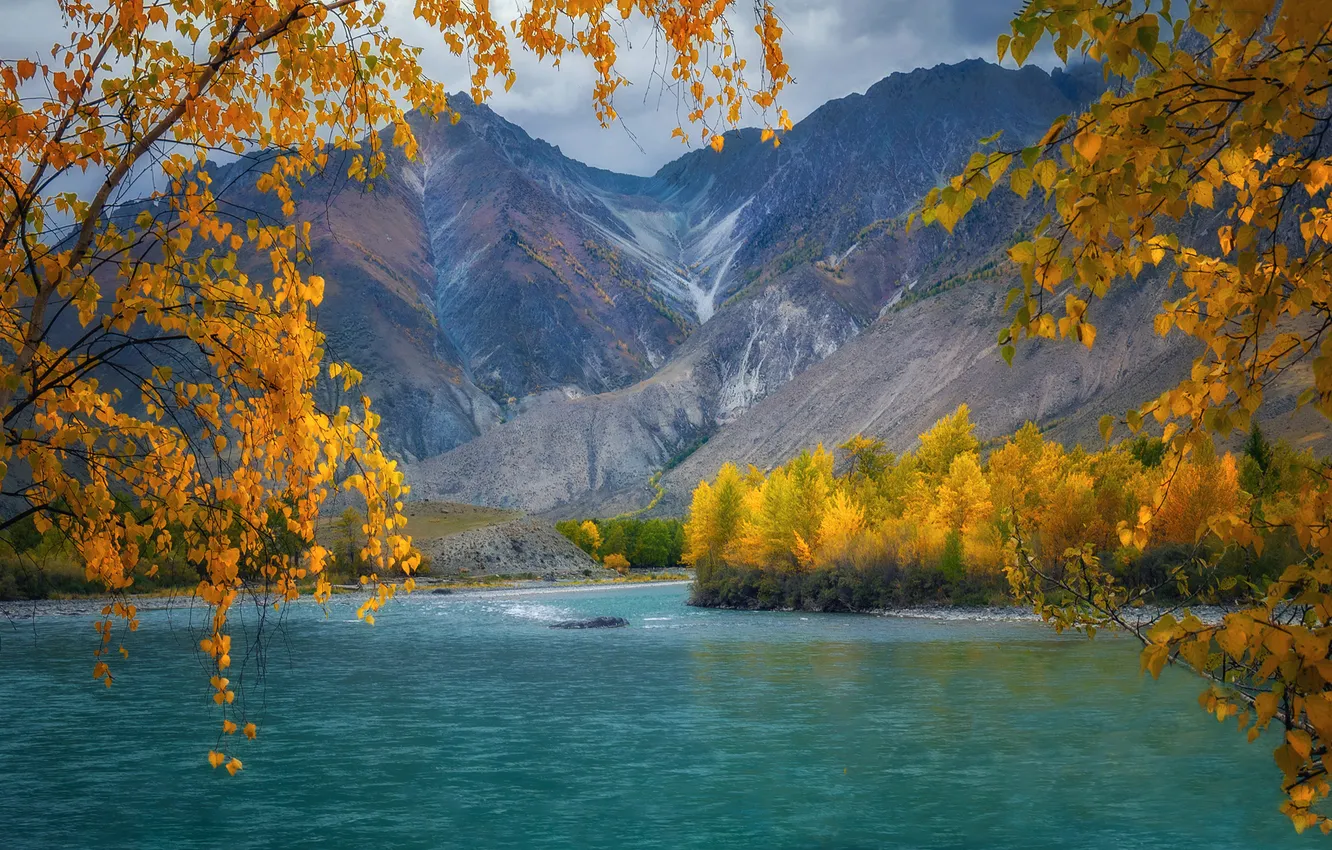 Photo wallpaper The Altai Mountains, Laura Pavlova, Argut River, autumn ornament, birch and poplar leaves, Yuzhno-Chuisky ridge