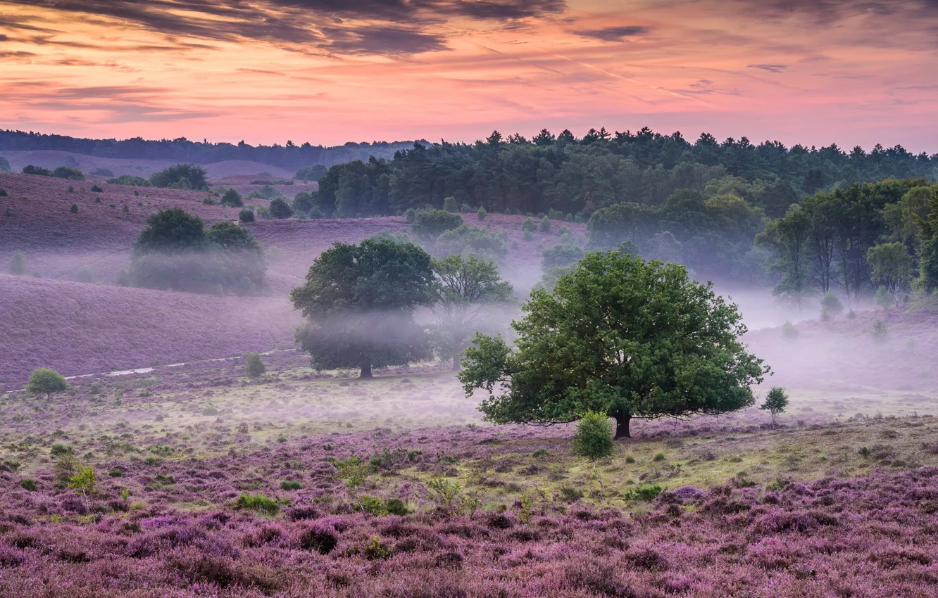 Photo wallpaper trees, fog, dawn, morning, Netherlands, Netherlands, Heather, National Park Veluwezoom