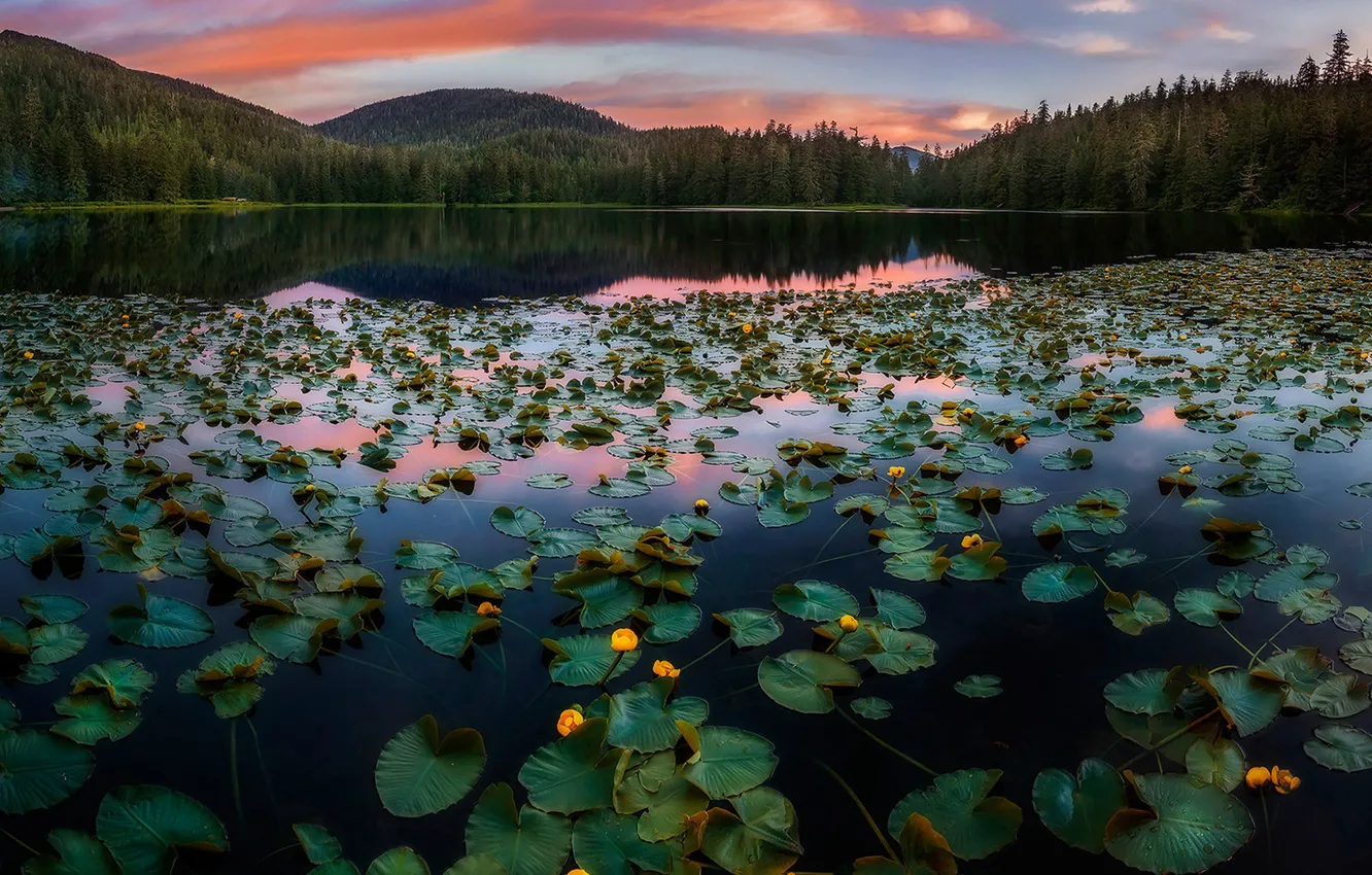 Photo wallpaper summer, lake, Lily