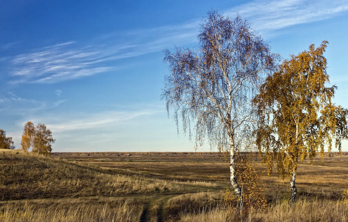 Photo wallpaper field, autumn, the sky, nature, birch