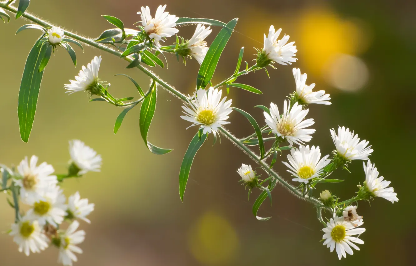 Photo wallpaper macro, sprig, Symphyotrichum