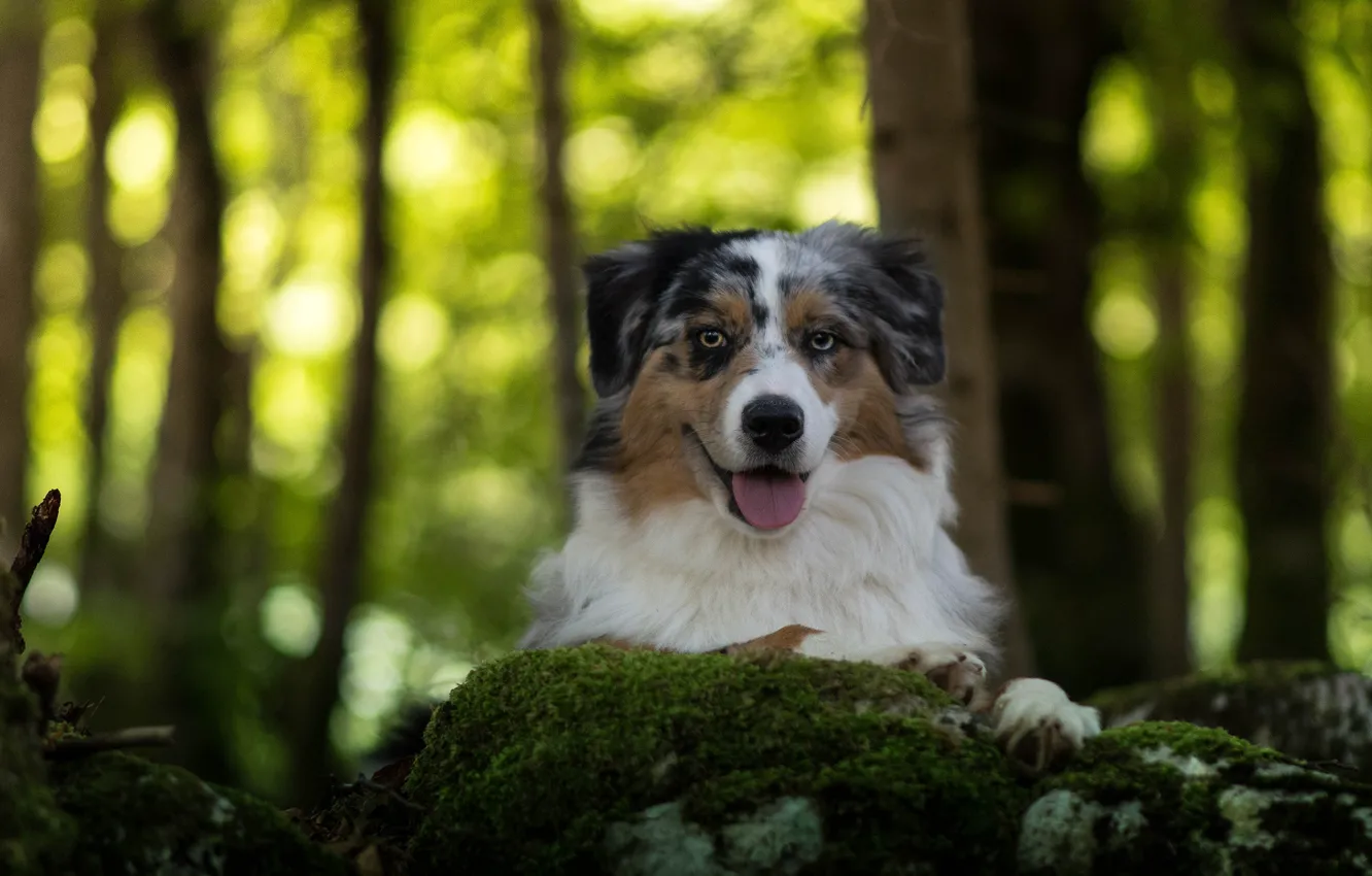 Photo wallpaper forest, face, green, background, portrait, dog, Aussie