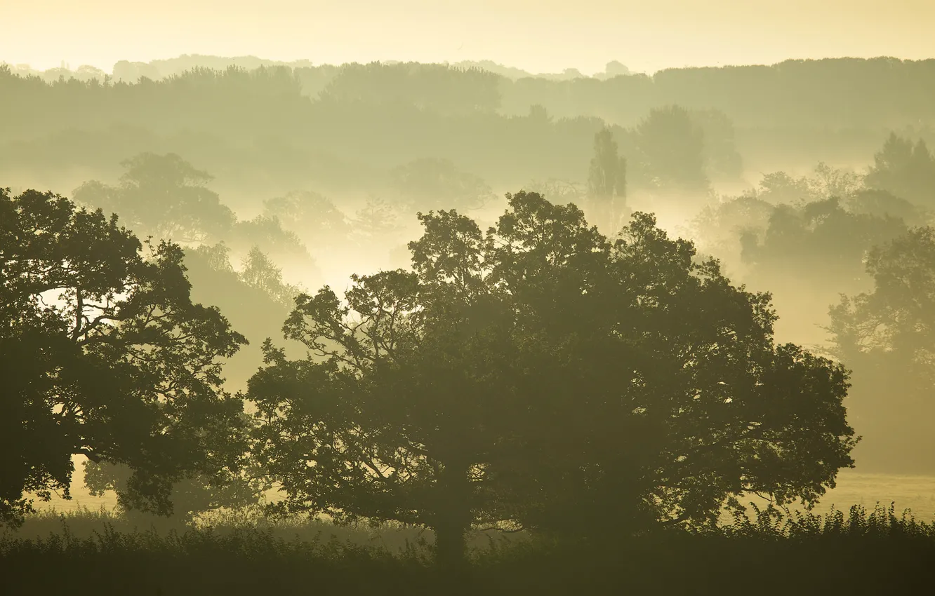 Photo wallpaper trees, fog, morning, silhouettes