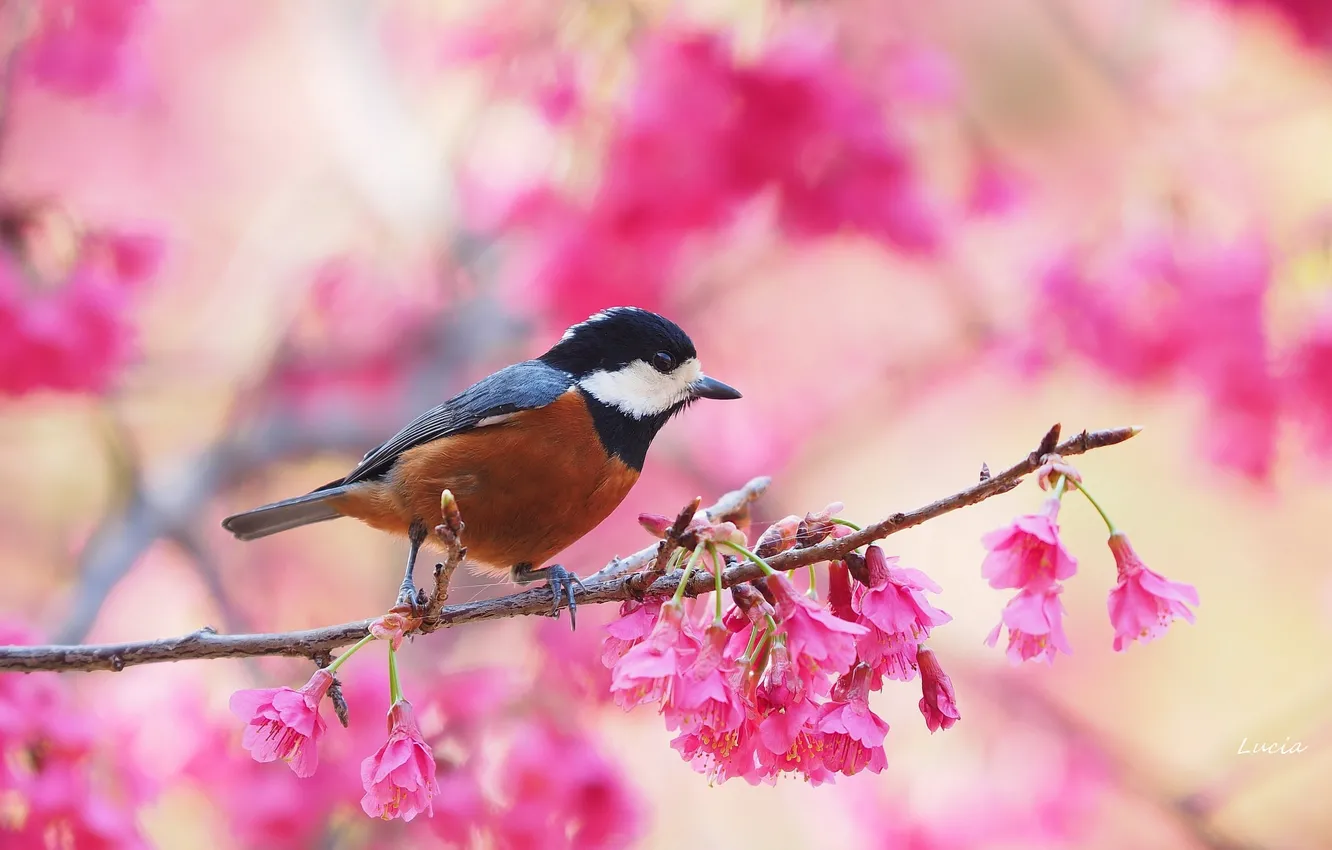 Photo wallpaper branch, spring, bird, flowering