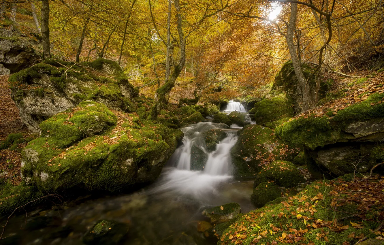 Photo wallpaper autumn, forest, trees, branches, stones, foliage, waterfall, stream