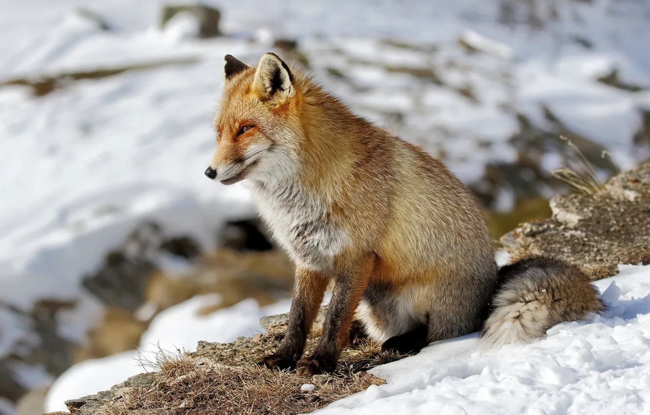 Photo wallpaper winter, look, face, snow, nature, pose, Fox, sitting