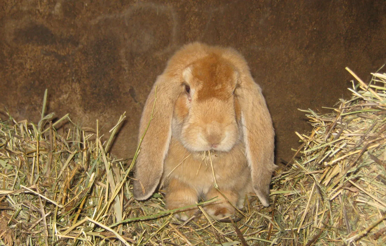 Photo wallpaper rabbit, macro, Animals
