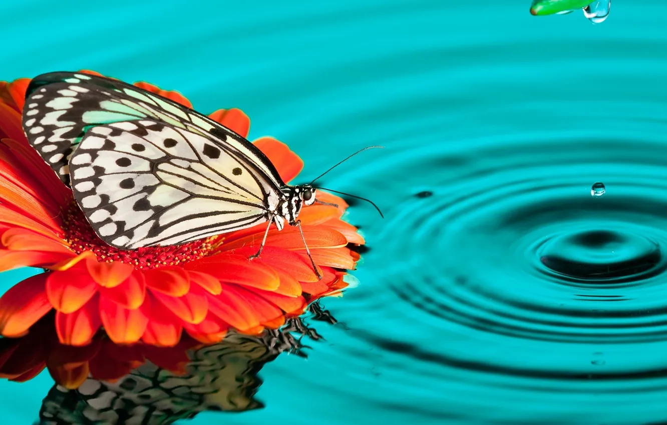 Photo wallpaper water, drops, butterfly, gerbera