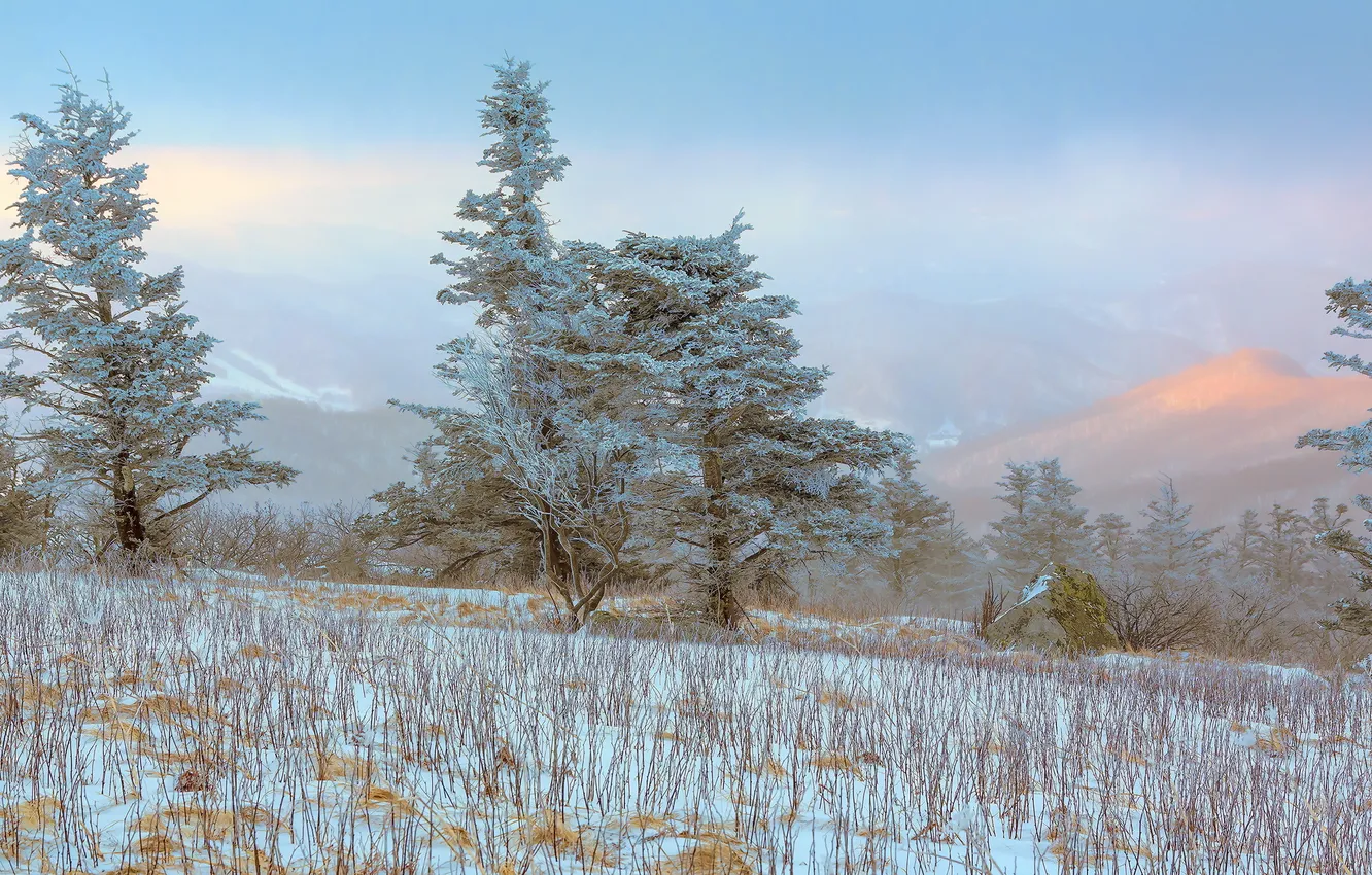 Photo wallpaper frost, field, trees, landscape