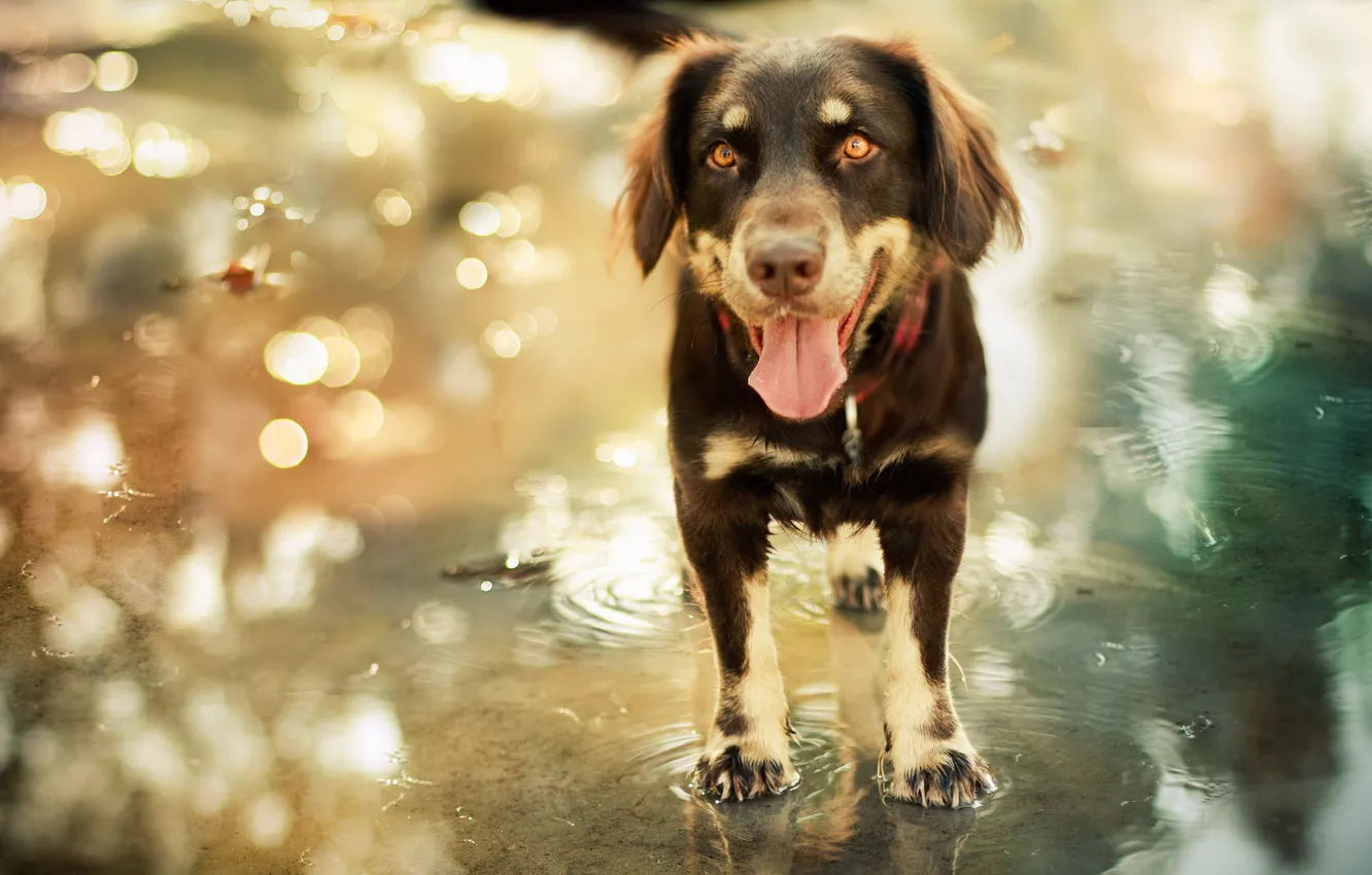 Photo wallpaper look, water, dog