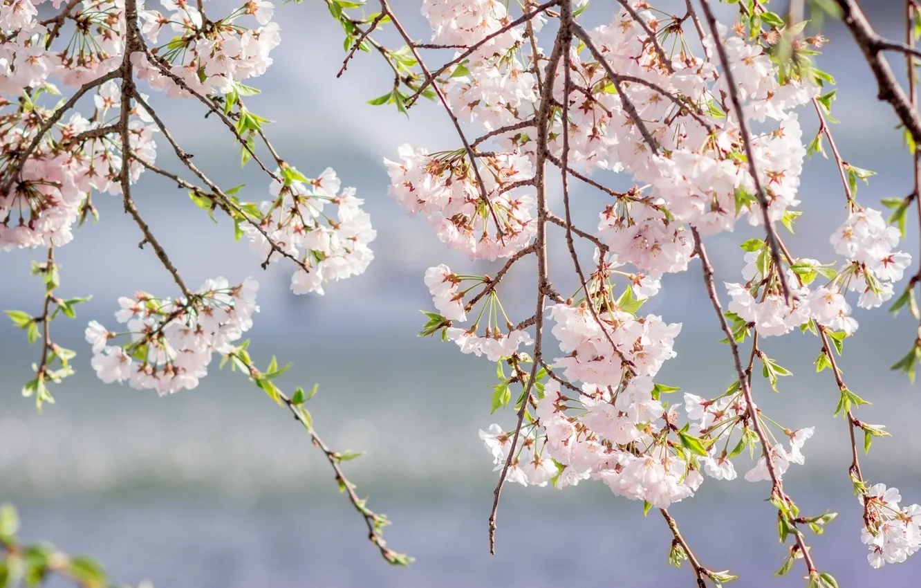 Photo wallpaper branches, pink, spring, Sakura
