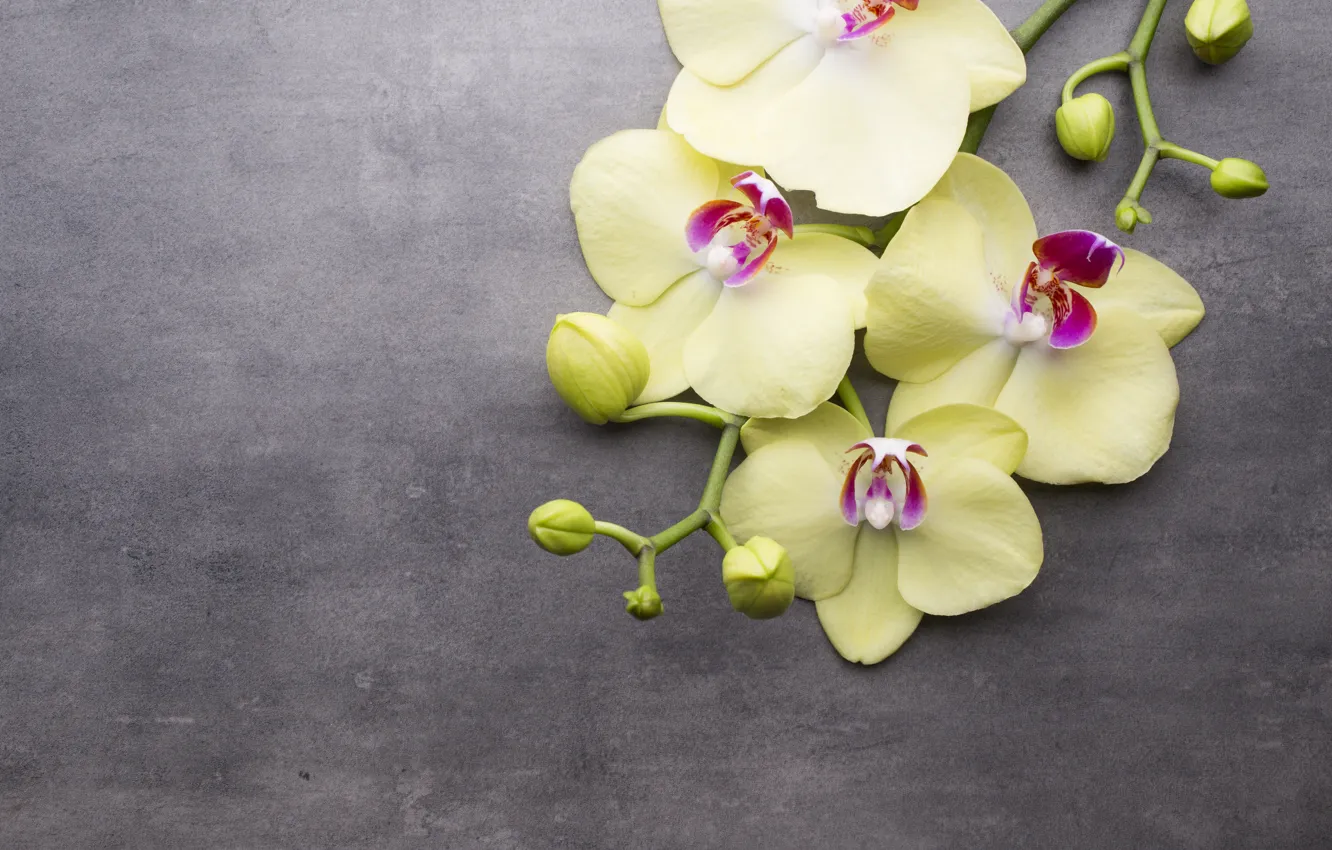 Photo wallpaper flower, background, branch, Orchid, yellow