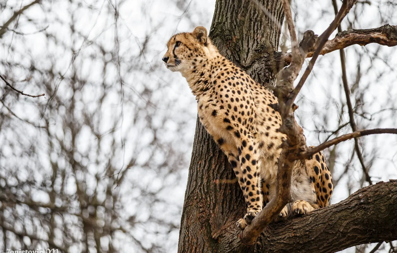Photo wallpaper tree, predator, Cheetah, wild cat, observation
