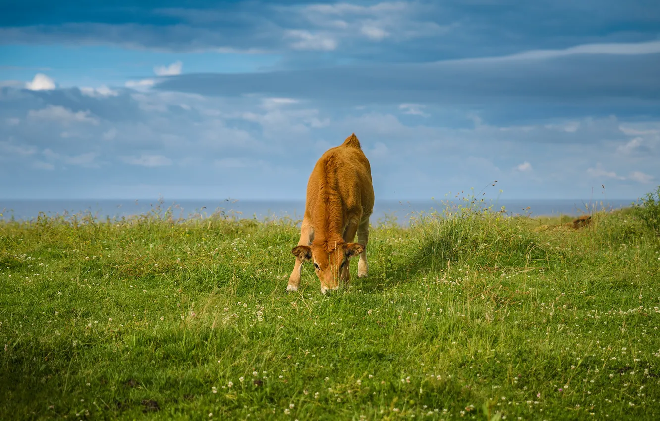 Photo wallpaper field, the sky, grass, clouds, blue, shore, cows, pasture