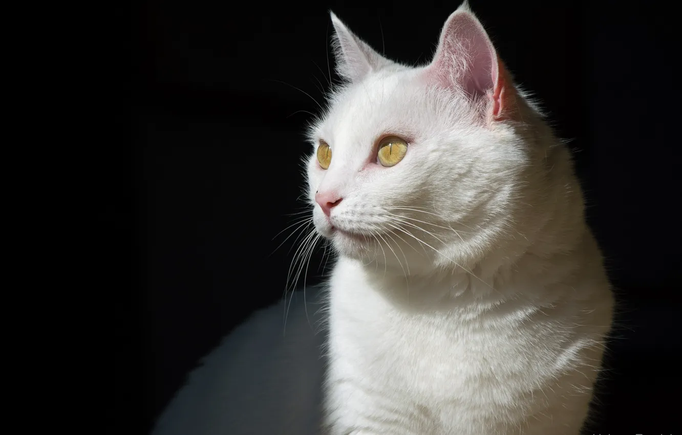 Photo wallpaper cat, white, cat, shadow, muzzle