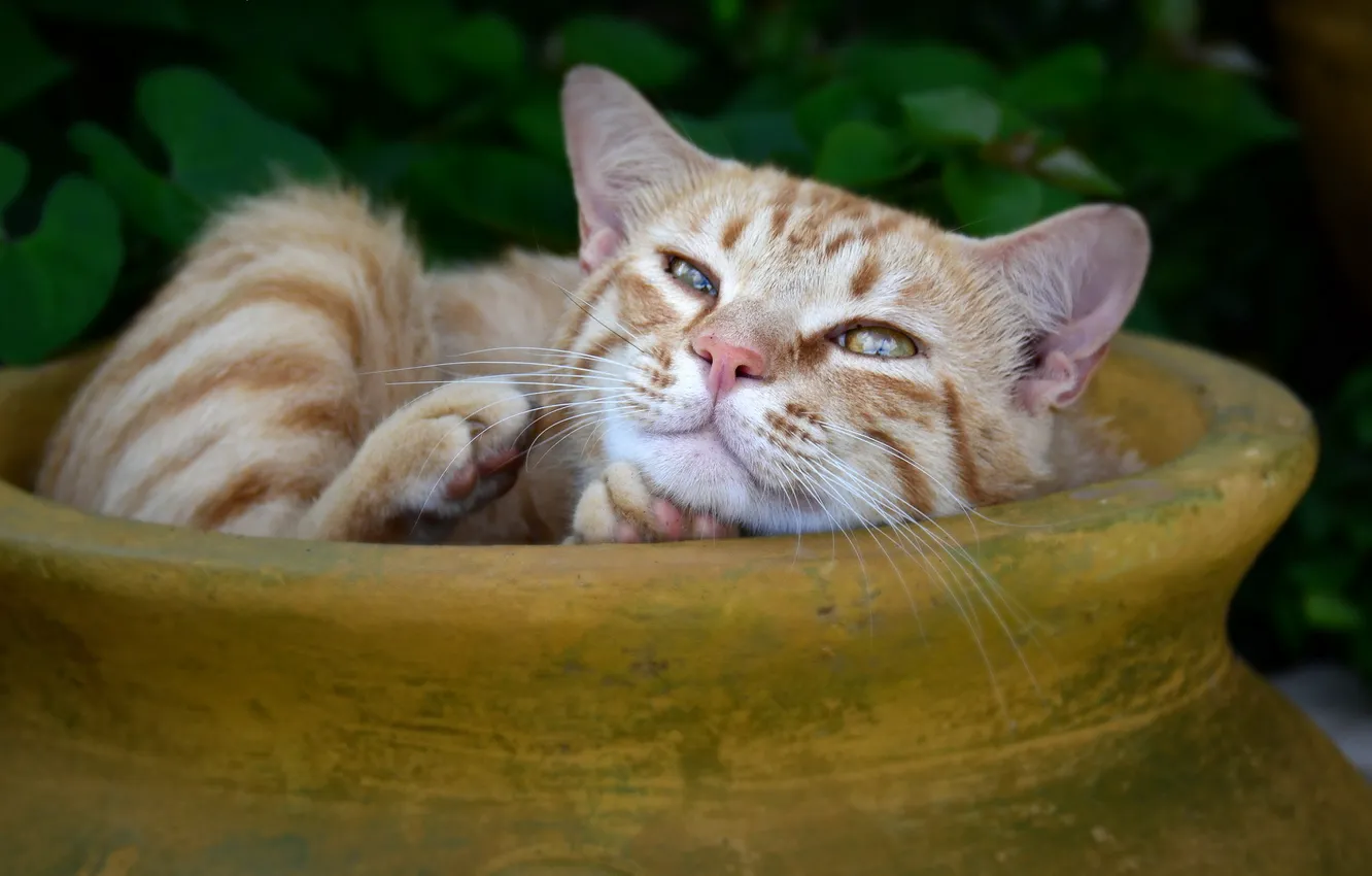 Photo wallpaper cat, look, background