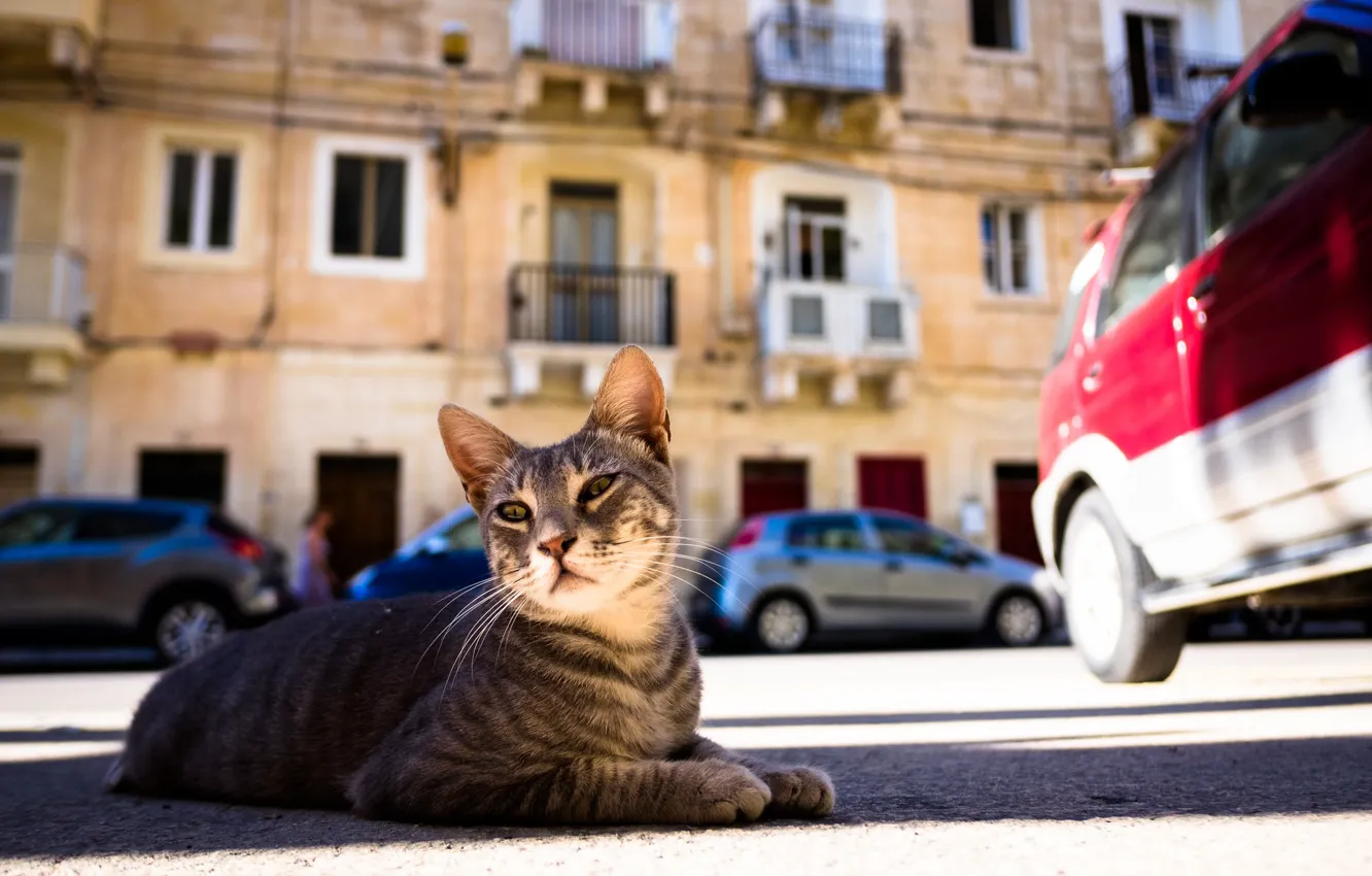 Photo wallpaper cat, street, yard