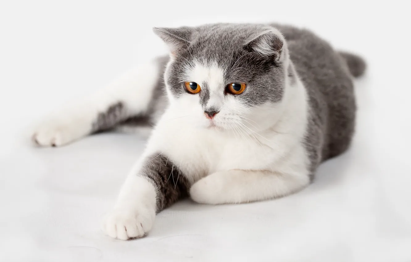 Photo wallpaper cat, cat, look, pose, grey, background, white background, lies