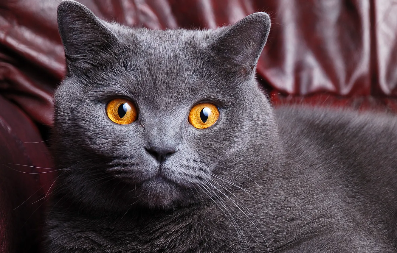 Photo wallpaper cat, eyes, cat, face, grey, yellow, color, cat